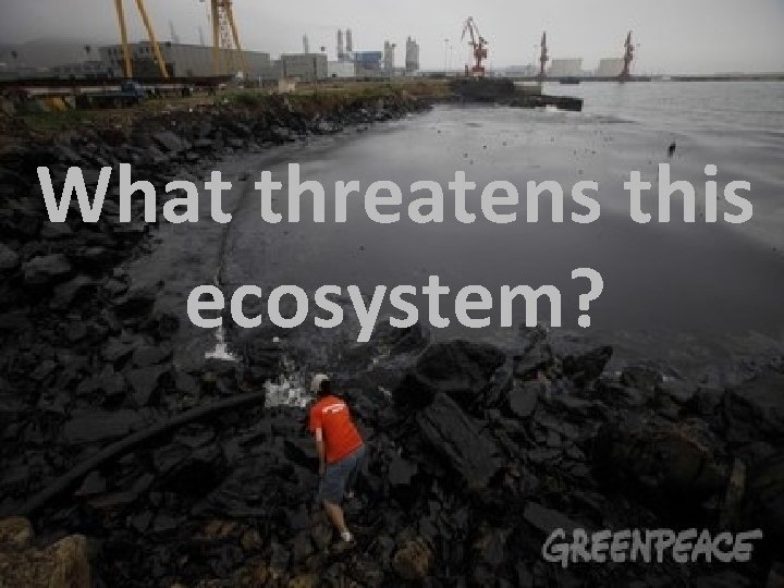 What threatens this ecosystem? 