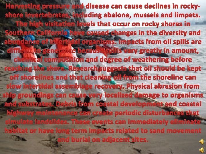 Harvesting pressure and disease can cause declines in rockyshore invertebrates, including abalone, mussels and