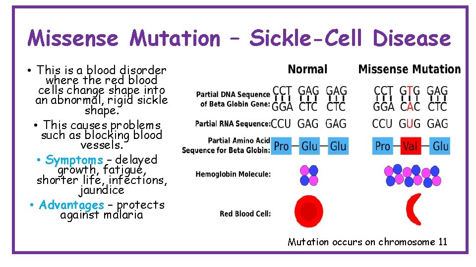 Missense Mutation – Sickle-Cell Disease • This is a blood disorder where the red