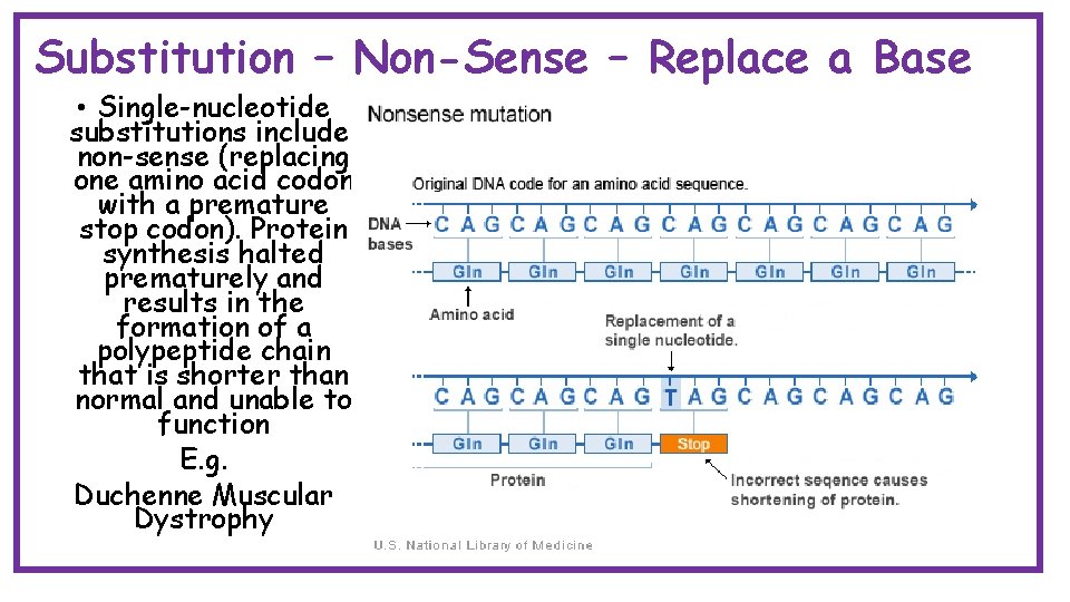 Substitution – Non-Sense – Replace a Base • Single-nucleotide substitutions include: non-sense (replacing one