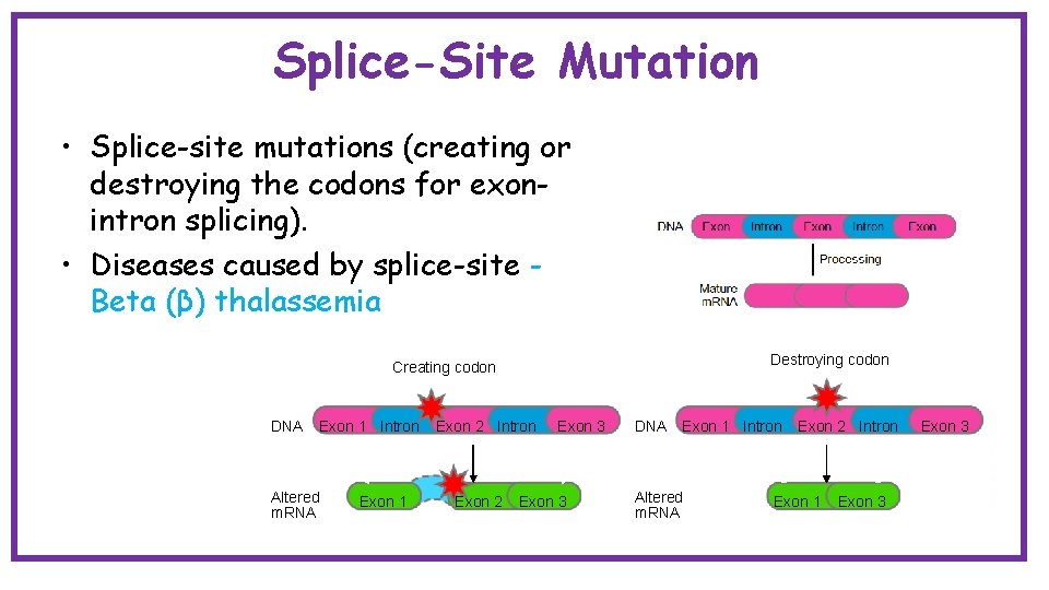 Splice-Site Mutation • Splice-site mutations (creating or destroying the codons for exonintron splicing). •