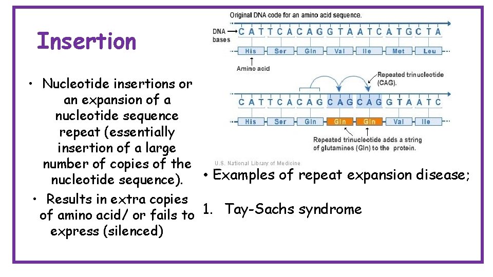 Insertion • Nucleotide insertions or an expansion of a nucleotide sequence repeat (essentially insertion