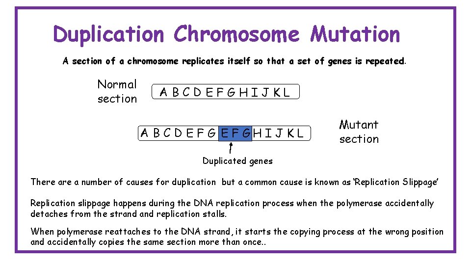 Duplication Chromosome Mutation A section of a chromosome replicates itself so that a set