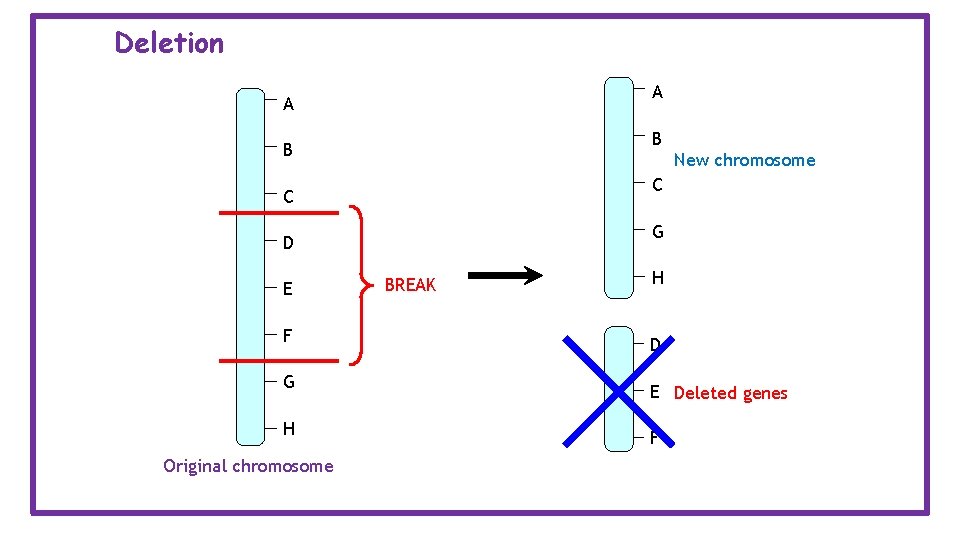 Deletion A A B B New chromosome C C G D E F G