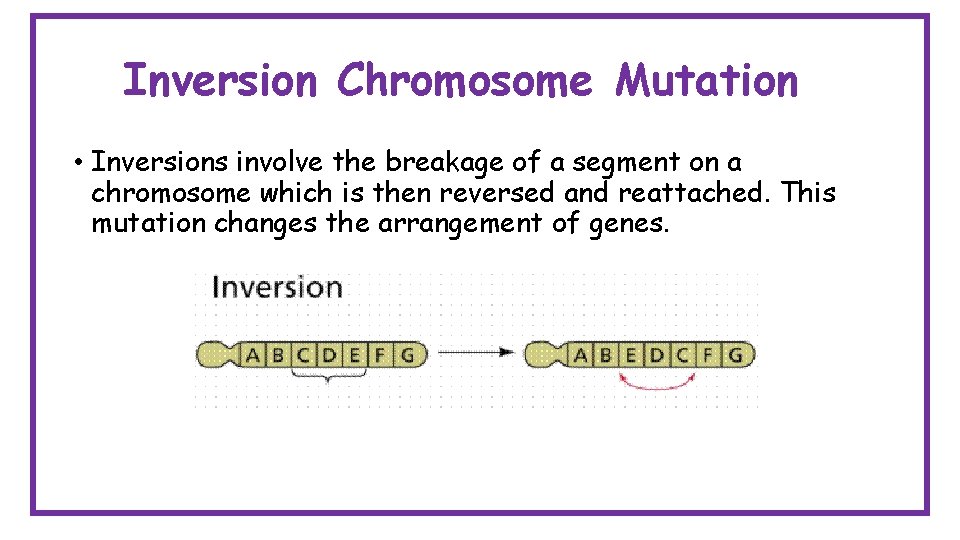 Inversion Chromosome Mutation • Inversions involve the breakage of a segment on a chromosome