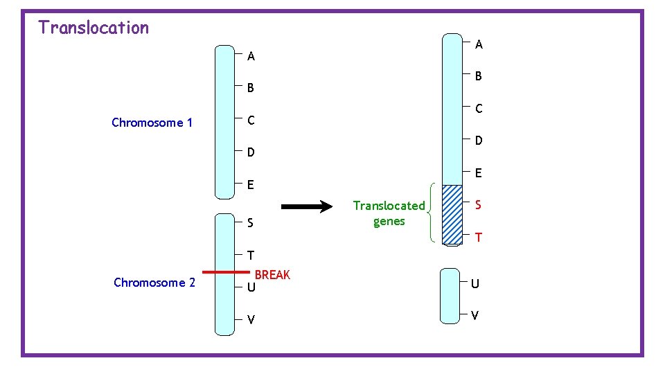 Translocation A A B B Chromosome 1 C C D D E E S