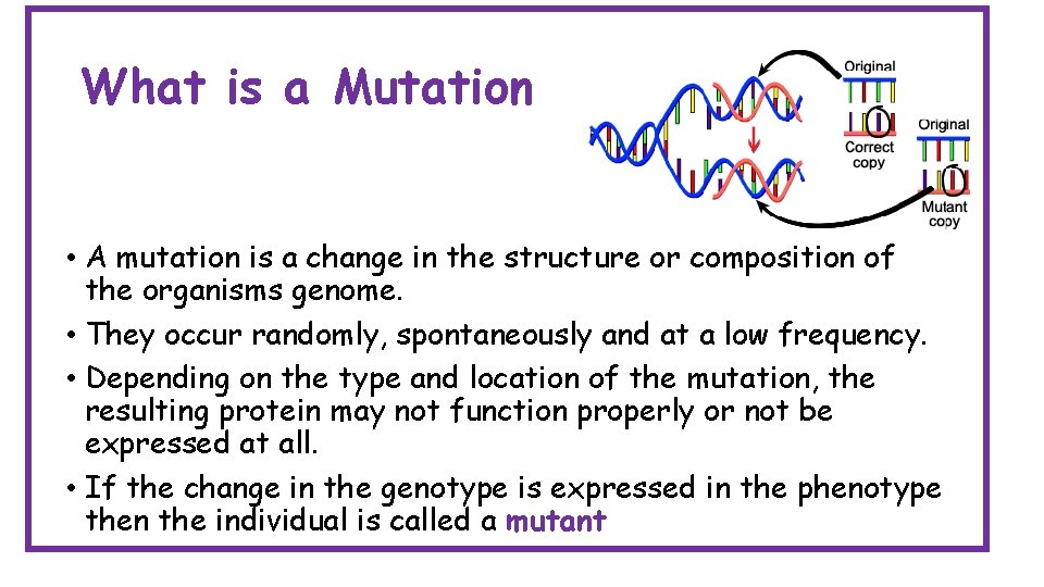 What is a Mutation • A mutation is a change in the structure or