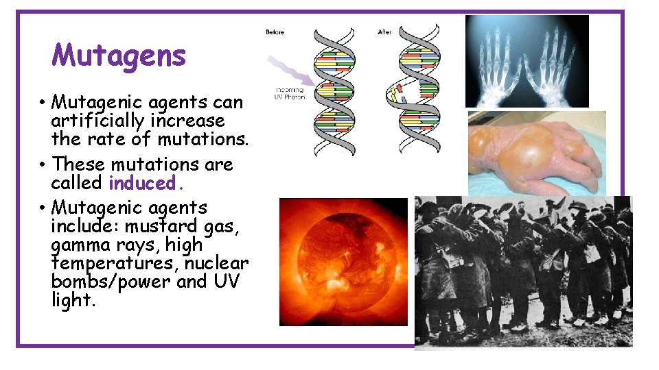 Mutagens • Mutagenic agents can artificially increase the rate of mutations. • These mutations