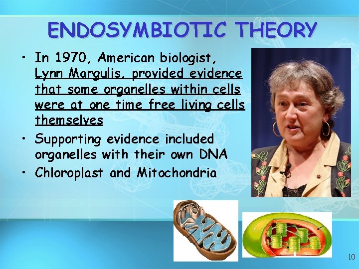 ENDOSYMBIOTIC THEORY • In 1970, American biologist, Lynn Margulis, provided evidence that some organelles