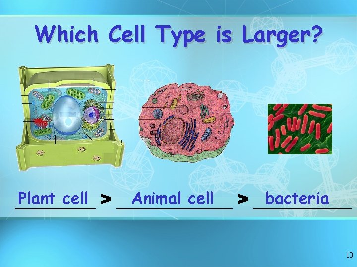 Which Cell Type is Larger? Plant cell > _______ Animal cell > ______ bacteria