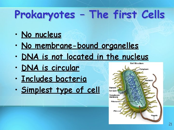 Prokaryotes – The first Cells • • • No nucleus No membrane-bound organelles DNA