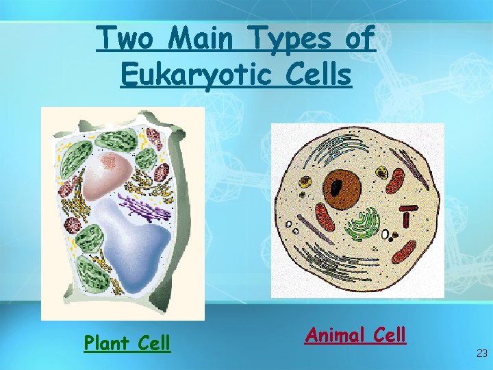 Two Main Types of Eukaryotic Cells Plant Cell Animal Cell 23 