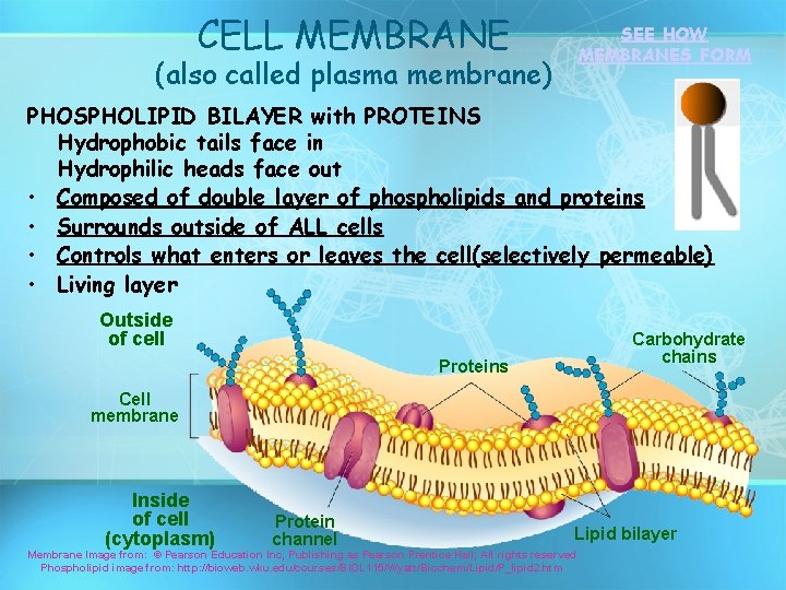CELL MEMBRANE SEE HOW MEMBRANES FORM (also called plasma membrane) PHOSPHOLIPID BILAYER with PROTEINS