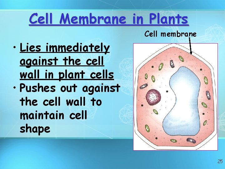Cell Membrane in Plants Cell membrane • Lies immediately against the cell wall in