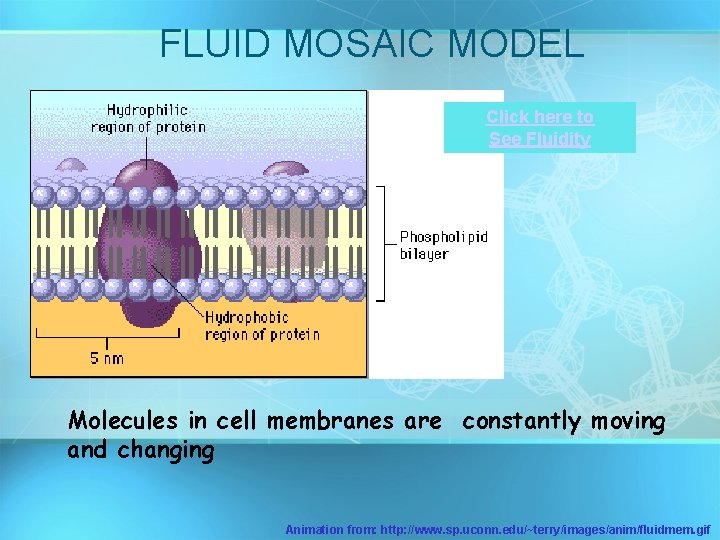 FLUID MOSAIC MODEL Click here to See Fluidity Molecules in cell membranes are constantly