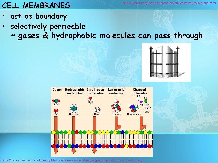 CELL MEMBRANES • act as boundary • selectively permeable http: //vilenski. org/science/safari/cellstructure/cellmembrane. html ~