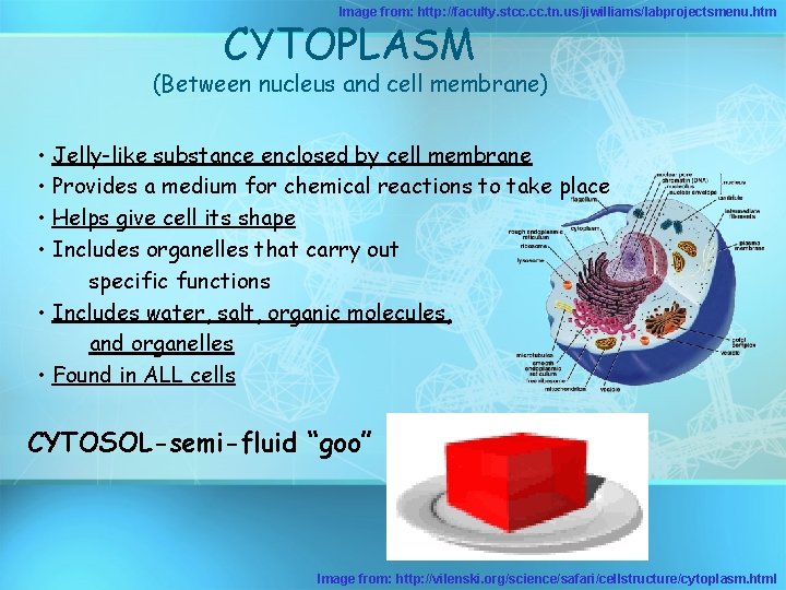 Image from: http: //faculty. stcc. tn. us/jiwilliams/labprojectsmenu. htm CYTOPLASM (Between nucleus and cell membrane)