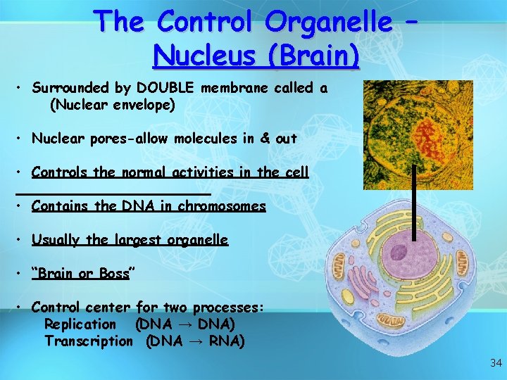 The Control Organelle – Nucleus (Brain) • Surrounded by DOUBLE membrane called a (Nuclear