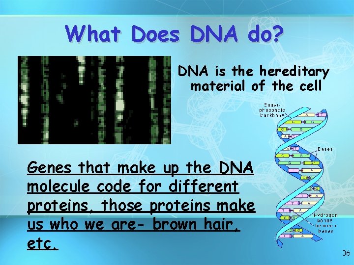 What Does DNA do? DNA is the hereditary material of the cell Genes that