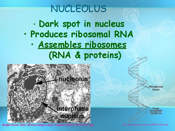 NUCLEOLUS Dark spot in nucleus • Produces ribosomal RNA • Assembles ribosomes (RNA &