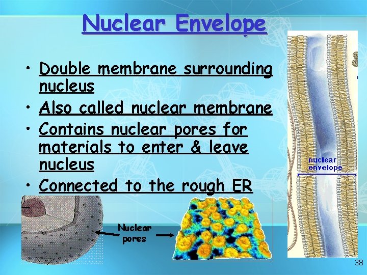 Nuclear Envelope • Double membrane surrounding nucleus • Also called nuclear membrane • Contains