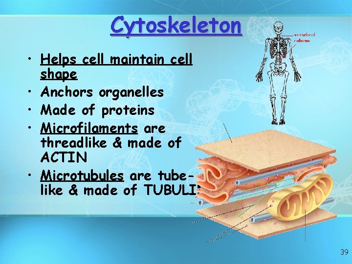 Cytoskeleton • Helps cell maintain cell shape • Anchors organelles • Made of proteins