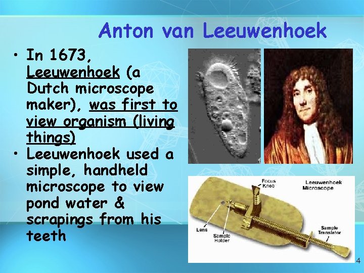 Anton van Leeuwenhoek • In 1673, Leeuwenhoek (a Dutch microscope maker), was first to