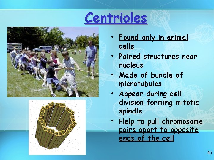 Centrioles • Found only in animal cells • Paired structures near nucleus • Made