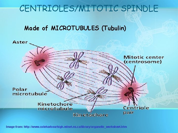 CENTRIOLES/MITOTIC SPINDLE Made of MICROTUBULES (Tubulin) Image from: http: //www. coleharbourhigh. ednet. ns. ca/library/organelle_worksheet.