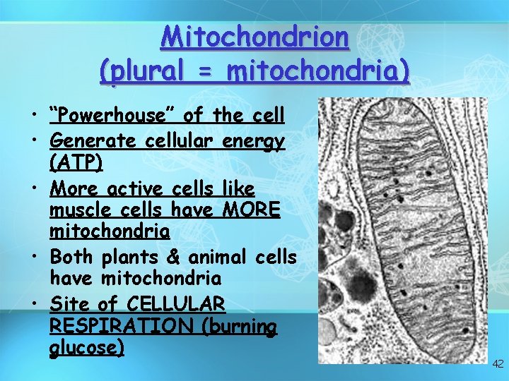 Mitochondrion (plural = mitochondria) • “Powerhouse” of the cell • Generate cellular energy (ATP)