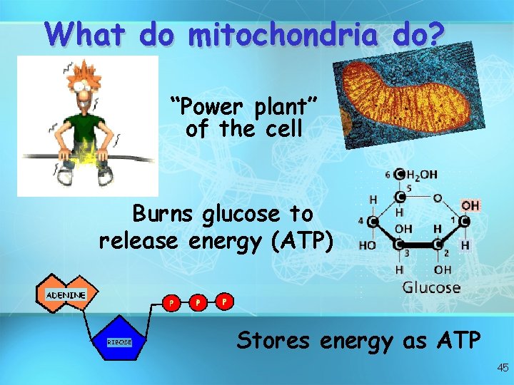 What do mitochondria do? “Power plant” of the cell Burns glucose to release energy