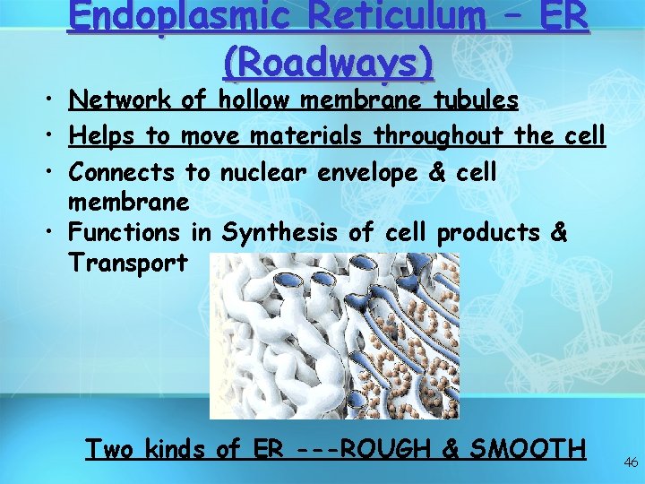 Endoplasmic Reticulum – ER (Roadways) • Network of hollow membrane tubules • Helps to