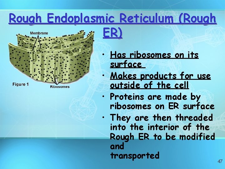 Rough Endoplasmic Reticulum (Rough ER) • Has ribosomes on its surface • Makes products