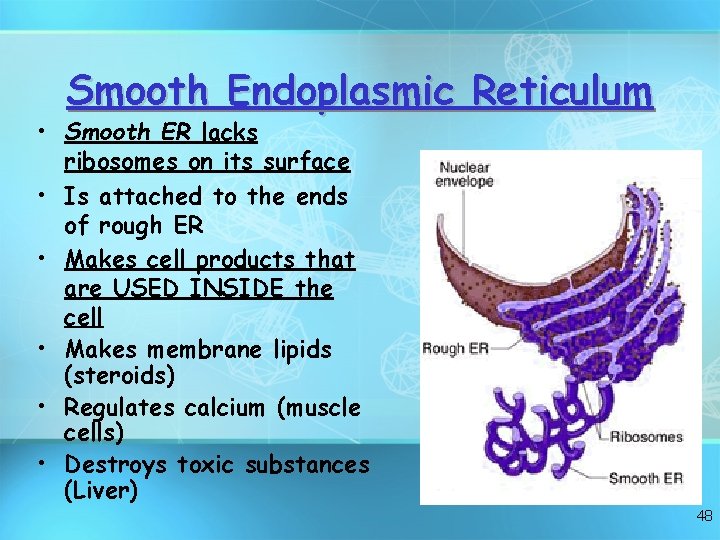 Smooth Endoplasmic Reticulum • Smooth ER lacks ribosomes on its surface • Is attached