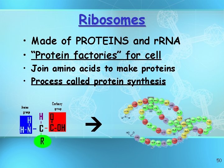 Ribosomes • Made of PROTEINS and r. RNA • “Protein factories” for cell •