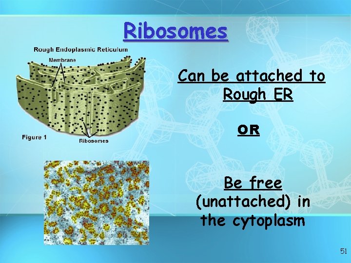 Ribosomes Can be attached to Rough ER OR Be free (unattached) in the cytoplasm