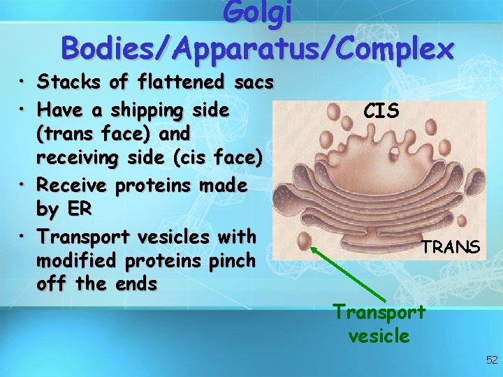 Golgi Bodies/Apparatus/Complex • Stacks of flattened sacs • Have a shipping side (trans face)
