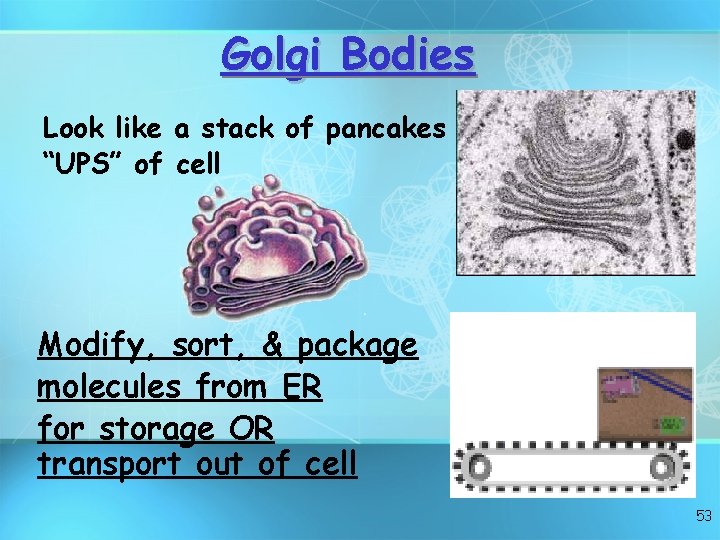Golgi Bodies Look like a stack of pancakes “UPS” of cell Modify, sort, &