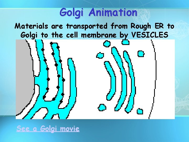 Golgi Animation Materials are transported from Rough ER to Golgi to the cell membrane