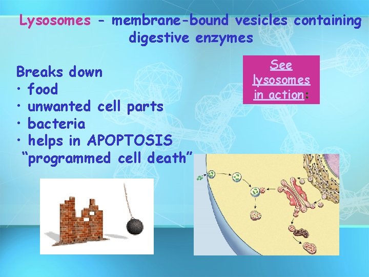 Lysosomes - membrane-bound vesicles containing digestive enzymes Breaks down • food • unwanted cell