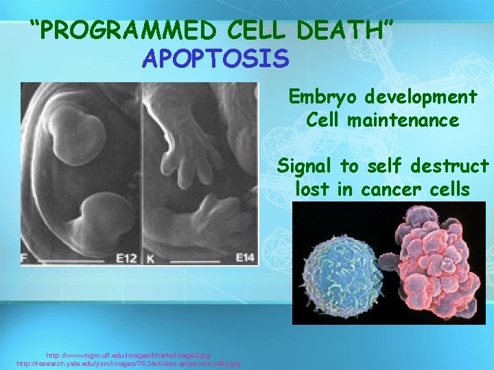 “PROGRAMMED CELL DEATH” APOPTOSIS Embryo development Cell maintenance Signal to self destruct lost in