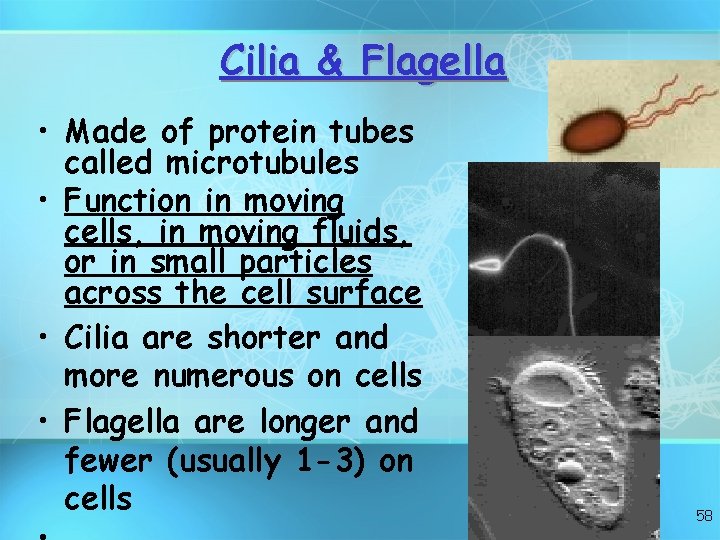 Cilia & Flagella • Made of protein tubes called microtubules • Function in moving