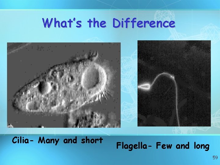 What’s the Difference Cilia- Many and short Flagella- Few and long 59 