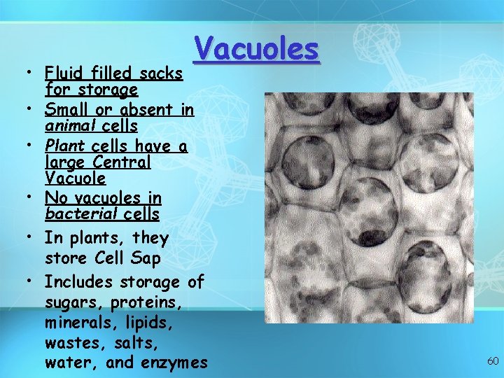 Vacuoles • Fluid filled sacks for storage • Small or absent in animal cells