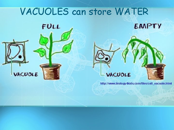 VACUOLES can store WATER http: //www. biology 4 kids. com/files/cell_vacuole. html 
