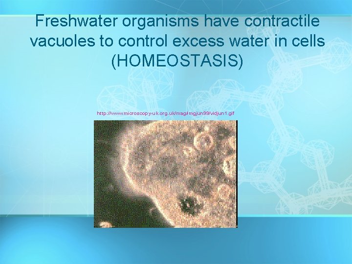Freshwater organisms have contractile vacuoles to control excess water in cells (HOMEOSTASIS) http: //www.