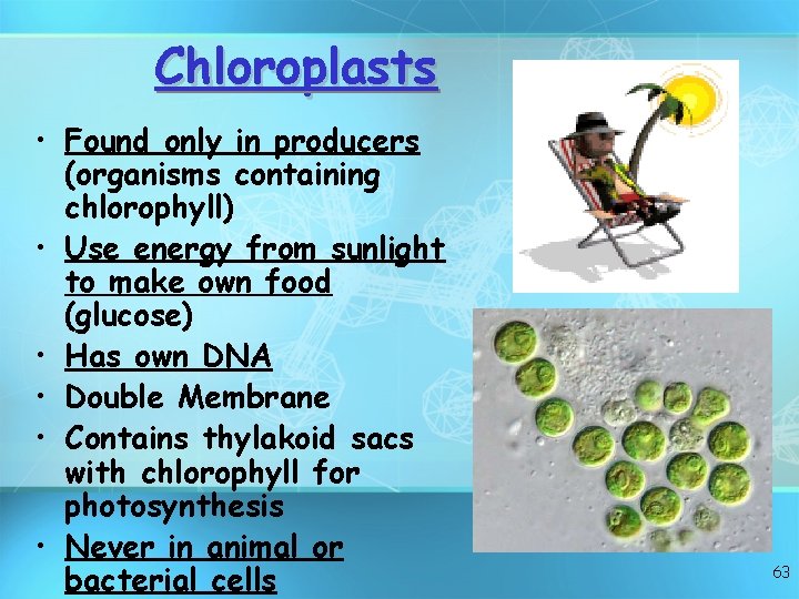 Chloroplasts • Found only in producers (organisms containing chlorophyll) • Use energy from sunlight