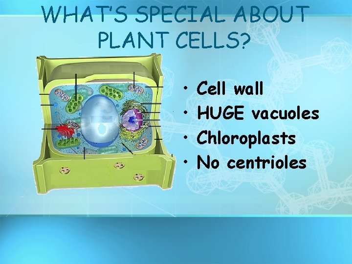 WHAT’S SPECIAL ABOUT PLANT CELLS? • • Cell wall HUGE vacuoles Chloroplasts No centrioles