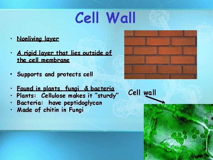 Cell Wall • Nonliving layer • A rigid layer that lies outside of the