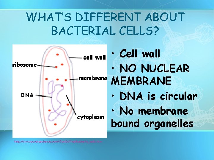WHAT’S DIFFERENT ABOUT BACTERIAL CELLS? • Cell wall • NO NUCLEAR MEMBRANE • DNA